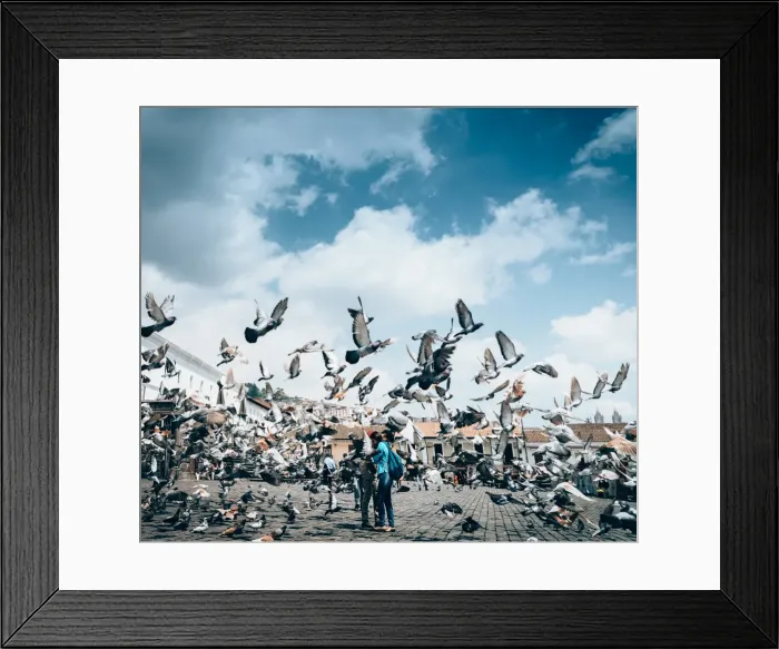 Framed Print : A flock of pigeons fly in front of San Francisco Square in the heart of Quito, Ecuador Framed Print : A flock of pigeons fly in front of San Francisco Square in the heart of Quito, Ecuador