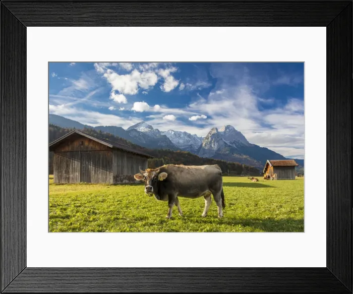 Framed Print : Cow in the green pastures framed by the high peaks of the Alps, Garmisch Partenkirchen Framed Print : Cow in the green pastures framed by the high peaks of the Alps, Garmisch Partenkirchen