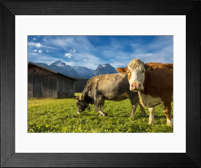 Framed Print : Cows in the green pastures framed by the high peaks of the Alps, Garmisch Partenkirchen Framed Print : Cows in the green pastures framed by the high peaks of the Alps, Garmisch Partenkirchen