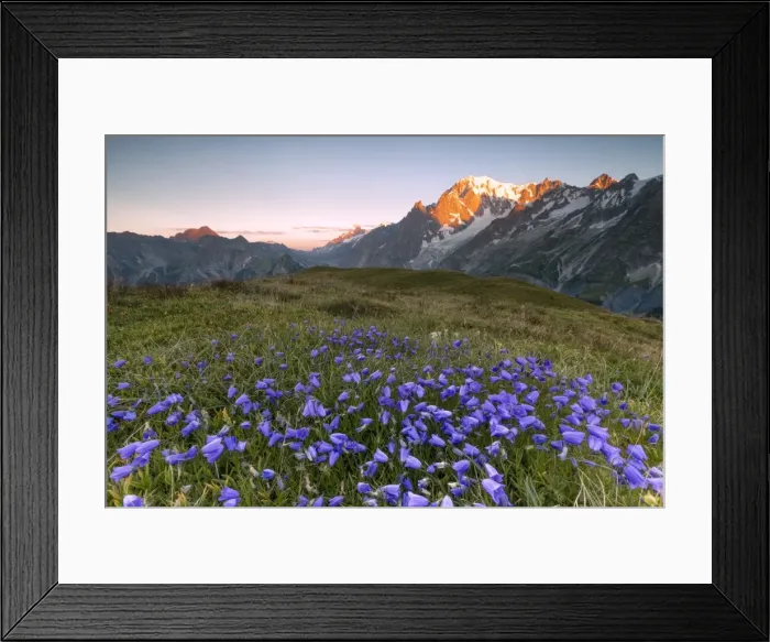 Framed Print : Violet flowers and green meadows frame the Mont Blanc massif at dawn, Graian Alps Framed Print : Violet flowers and green meadows frame the Mont Blanc massif at dawn, Graian Alps