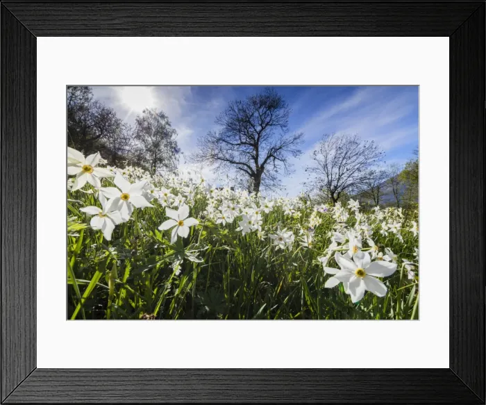 Framed Print : Spring bloom of daffodils in the green meadows of the Orobie Alps, Dossa, province of Sondrio Framed Print : Spring bloom of daffodils in the green meadows of the Orobie Alps, Dossa, province of Sondrio