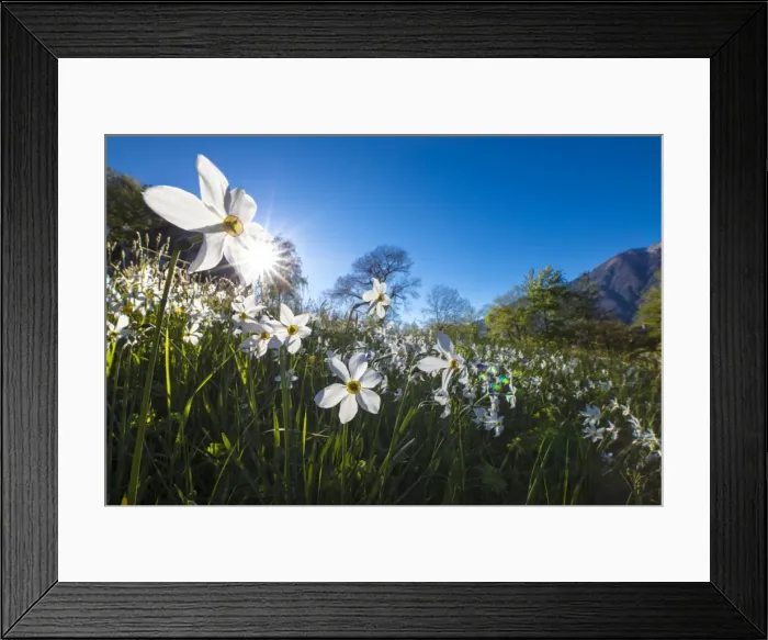 Framed Print : Sun shines on daffodils in bloom on green fields of the Orobie Alps, Dossa, province of Sondrio Framed Print : Sun shines on daffodils in bloom on green fields of the Orobie Alps, Dossa, province of Sondrio