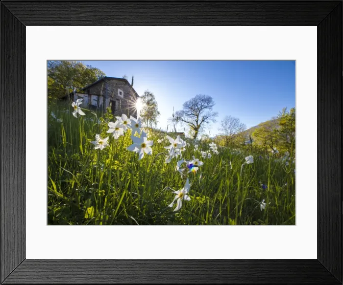 Framed Print : Sun shines on daffodils in bloom on green fields of the Orobie Alps, Dossa, province of Sondrio Framed Print : Sun shines on daffodils in bloom on green fields of the Orobie Alps, Dossa, province of Sondrio