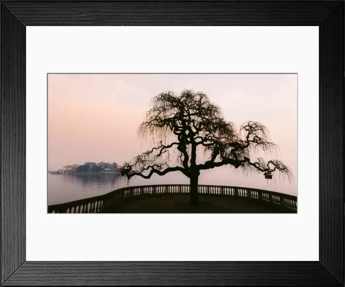 Framed Print : A bare tree at sunset next to Lake Maggiore with Isola Bella in the background, one Framed Print : A bare tree at sunset next to Lake Maggiore with Isola Bella in the background, one