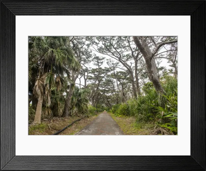 Framed Print : Beautiful road with trees on both sides, Minami Daito, Daito Islands, Japan, Asia Framed Print : Beautiful road with trees on both sides, Minami Daito, Daito Islands, Japan, Asia