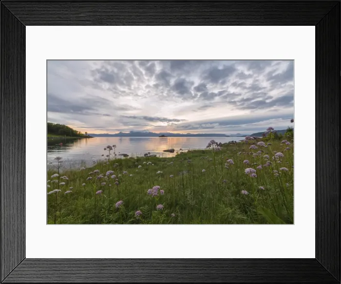Framed Print : Green meadows and flowers frame the sea under the pink clouds of the midnight sun Framed Print : Green meadows and flowers frame the sea under the pink clouds of the midnight sun