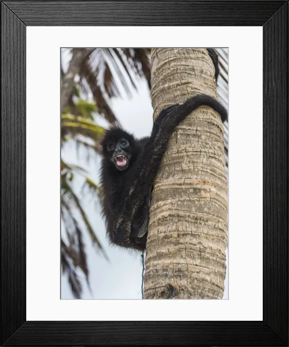 Framed Print : Spider monkey (Atelidae), Achutupu, San Blas Islands, Kuna Yala, Panama, Central America Framed Print : Spider monkey (Atelidae), Achutupu, San Blas Islands, Kuna Yala, Panama, Central America
