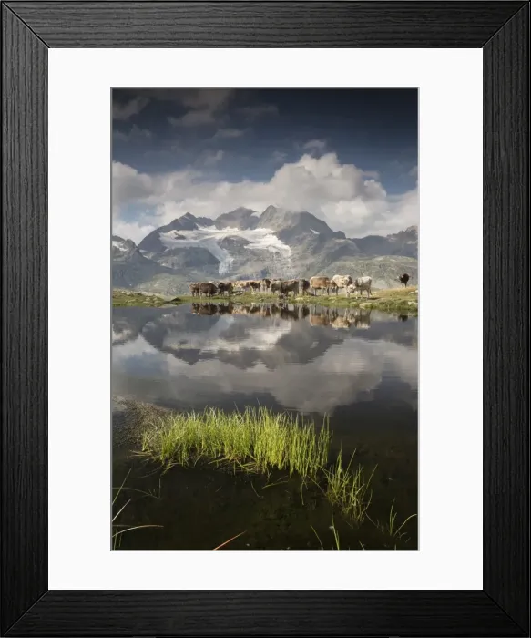Framed Print : Cows grazing on green pastures surrounding the alpine lake, Val Bugliet, Canton of Graubunden Framed Print : Cows grazing on green pastures surrounding the alpine lake, Val Bugliet, Canton of Graubunden