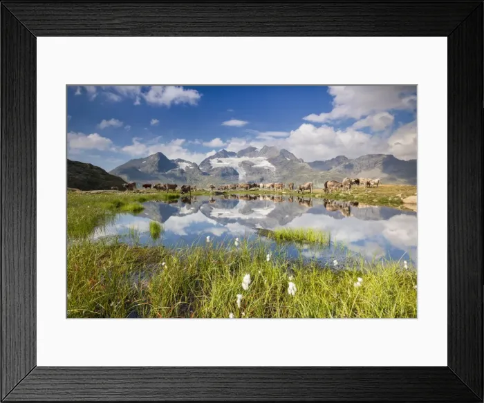 Framed Print : Cows grazing on green pastures surrounding the alpine lake, Val Bugliet, Canton of Graubunden Framed Print : Cows grazing on green pastures surrounding the alpine lake, Val Bugliet, Canton of Graubunden