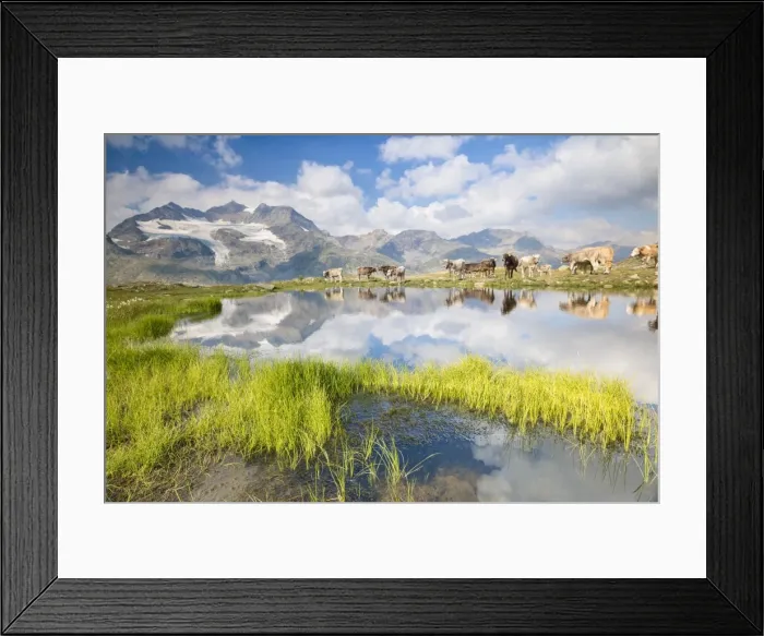 Framed Print : Cows grazing on green pastures surrounding the alpine lake, Val Bugliet, Canton of Graubunden Framed Print : Cows grazing on green pastures surrounding the alpine lake, Val Bugliet, Canton of Graubunden