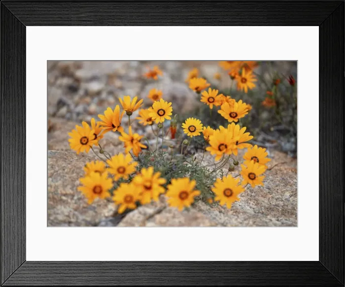 Framed Print : Namaqualand daisy (Jakkalsblom) (Dimorphotheca sinuata), Namakwa, Namaqualand, South Africa Framed Print : Namaqualand daisy (Jakkalsblom) (Dimorphotheca sinuata), Namakwa, Namaqualand, South Africa