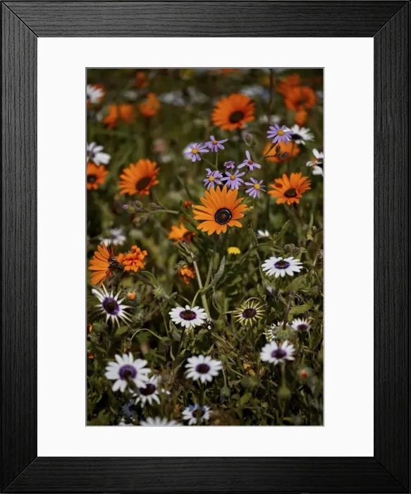 Framed Print : African daisy (Gousblom) (Arctotis hirsuta), white African daisy, Cape rain-daisy Framed Print : African daisy (Gousblom) (Arctotis hirsuta), white African daisy, Cape rain-daisy