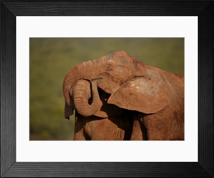 Framed Print : Two African elephant (Loxodonta africana) embracing, Addo Elephant National Park Framed Print : Two African elephant (Loxodonta africana) embracing, Addo Elephant National Park