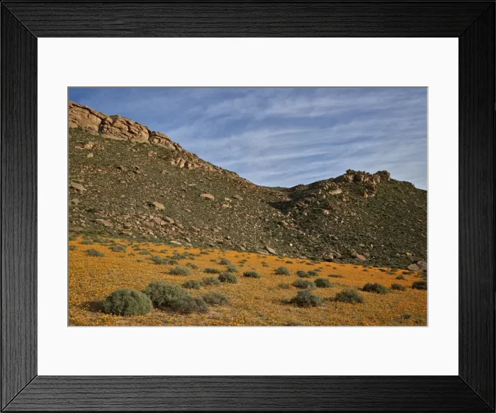Framed Print : Field of Namaqualand daisy (Jakkalsblom) (Dimorphotheca sinuata), Namakwa, Namaqualand Framed Print : Field of Namaqualand daisy (Jakkalsblom) (Dimorphotheca sinuata), Namakwa, Namaqualand