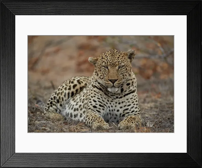 Framed Print : Leopard (Panthera pardus), male, Kruger National Park, South Africa, Africa Framed Print : Leopard (Panthera pardus), male, Kruger National Park, South Africa, Africa