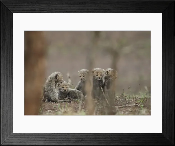 Framed Print : Five cheetah (Acinonyx jubatus) cubs, Kruger National Park, South Africa, Africa Framed Print : Five cheetah (Acinonyx jubatus) cubs, Kruger National Park, South Africa, Africa