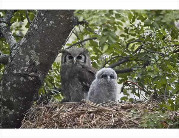 Verreauxs eagle owl (giant eagle owl) (Bubo lacteus) adult and chick on their nest