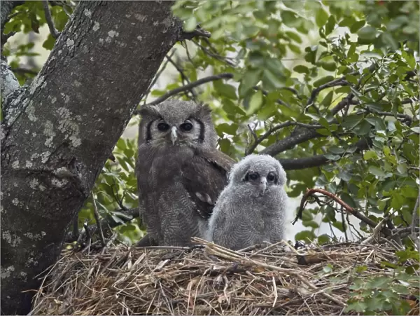 Verreauxs eagle owl (giant eagle owl) (Bubo lacteus) adult and chick on their nest