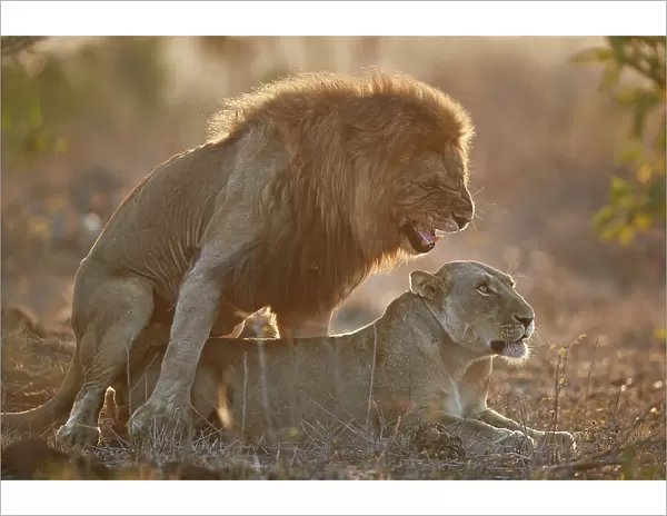 Lion (Panthera leo) pair mating, Kruger National Park, South Africa, Africa