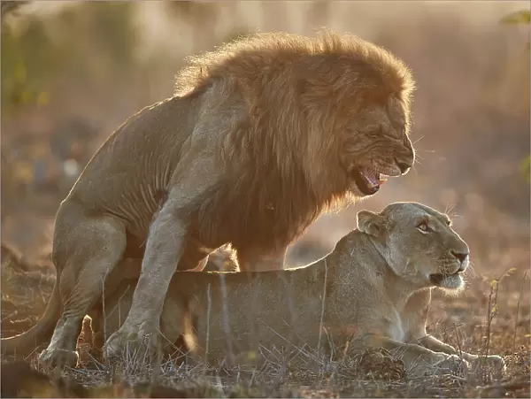 Lion (Panthera leo) pair mating, Kruger National Park, South Africa, Africa