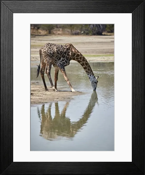 Framed Print : Masai giraffe (Giraffa camelopardalis tippelskirchi) drinking, Selous Game Reserve Framed Print : Masai giraffe (Giraffa camelopardalis tippelskirchi) drinking, Selous Game Reserve