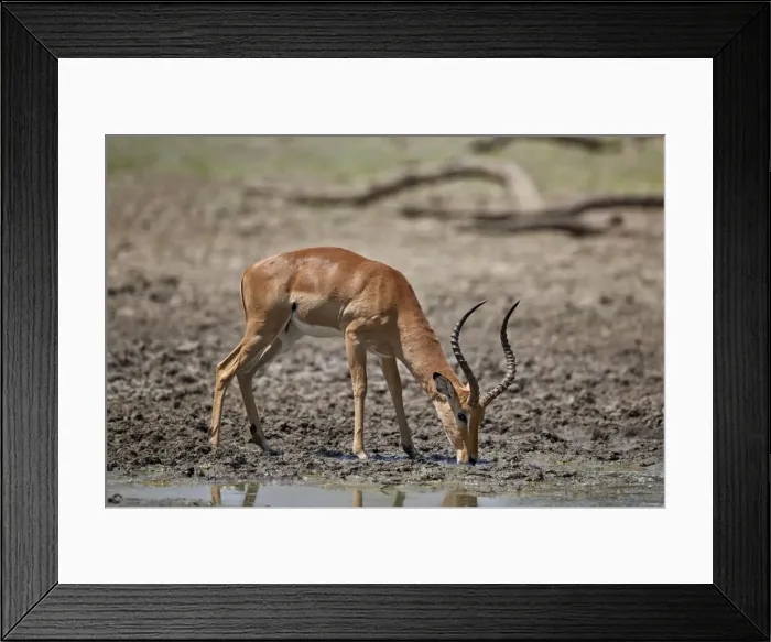 Framed Print : Impala (Aepyceros melampus) buck drinking, Selous Game Reserve, Tanzania, East Africa Framed Print : Impala (Aepyceros melampus) buck drinking, Selous Game Reserve, Tanzania, East Africa