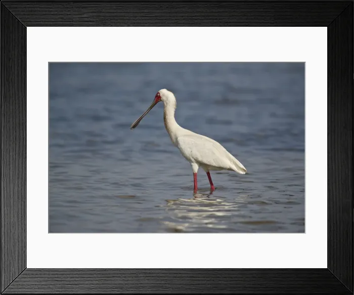 Framed Print : African spoonbill (Platalea alba), Selous Game Reserve, Tanzania, East Africa, Africa Framed Print : African spoonbill (Platalea alba), Selous Game Reserve, Tanzania, East Africa, Africa