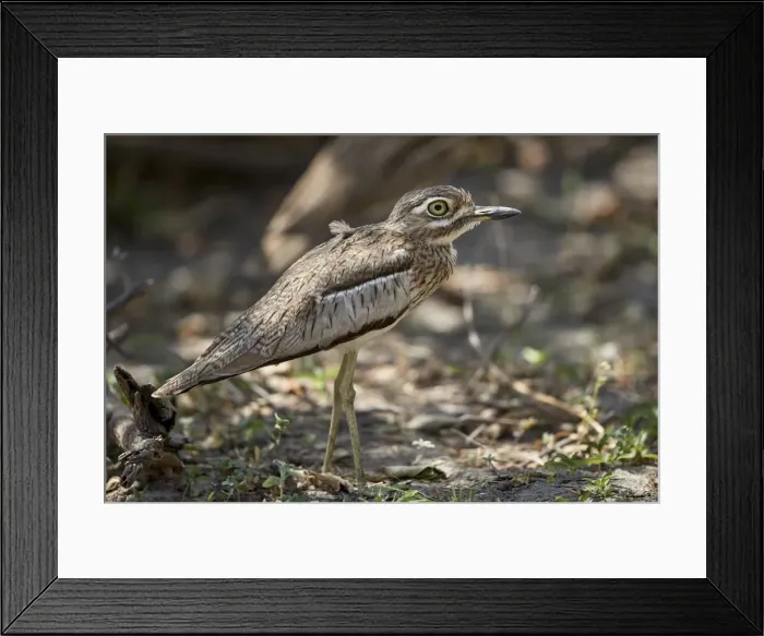 Framed Print : Water thickknee (water dikkop) (Burhinus vermiculatus), Selous Game Reserve, Tanzania Framed Print : Water thickknee (water dikkop) (Burhinus vermiculatus), Selous Game Reserve, Tanzania