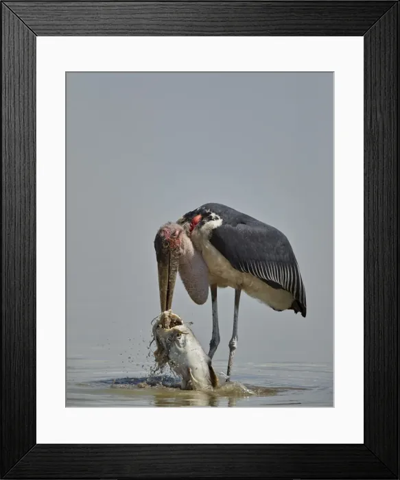 Framed Print : Marabou stork (Leptoptilos crumeniferus) feeding on a vundu (big catfish) (Heterobranchus Framed Print : Marabou stork (Leptoptilos crumeniferus) feeding on a vundu (big catfish) (Heterobranchus