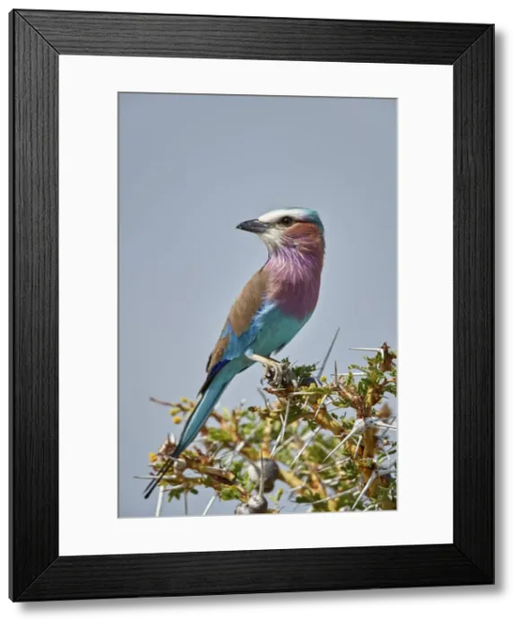 Framed Print : Racket-tailed roller (Coracias spatulata), Selous Game Reserve, Tanzania, East Africa
