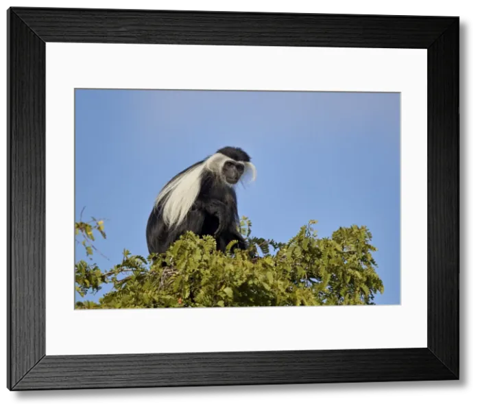 Framed Print : Angola Colobus (Angolan black-and-white colobus) (Angolan colobus) (Colobus angolensis) Framed Print : Angola Colobus (Angolan black-and-white colobus) (Angolan colobus) (Colobus angolensis)