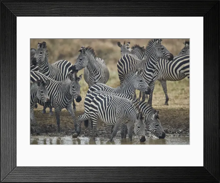 Framed Print : Group of common zebra (plains zebra) (Burchells zebra) (Equus burchelli) drinking Framed Print : Group of common zebra (plains zebra) (Burchells zebra) (Equus burchelli) drinking