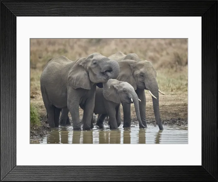 Framed Print : Three African elephant (Loxodonta africana) drinking, Mikumi National Park, Tanzania Framed Print : Three African elephant (Loxodonta africana) drinking, Mikumi National Park, Tanzania