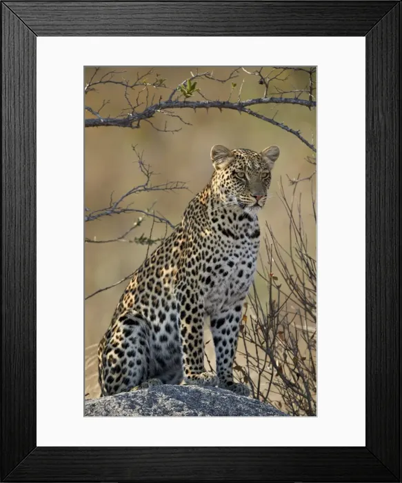 Framed Print : Leopard (Panthera pardus), Ruaha National Park, Tanzania, East Africa, Africa Framed Print : Leopard (Panthera pardus), Ruaha National Park, Tanzania, East Africa, Africa