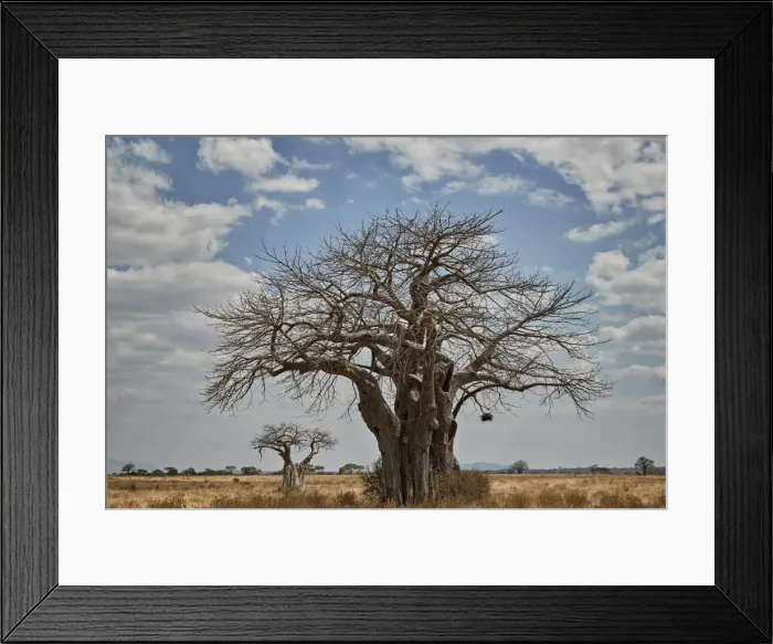 Framed Print : Baobab tree, Ruaha National Park, Tanzania, East Africa, Africa Framed Print : Baobab tree, Ruaha National Park, Tanzania, East Africa, Africa