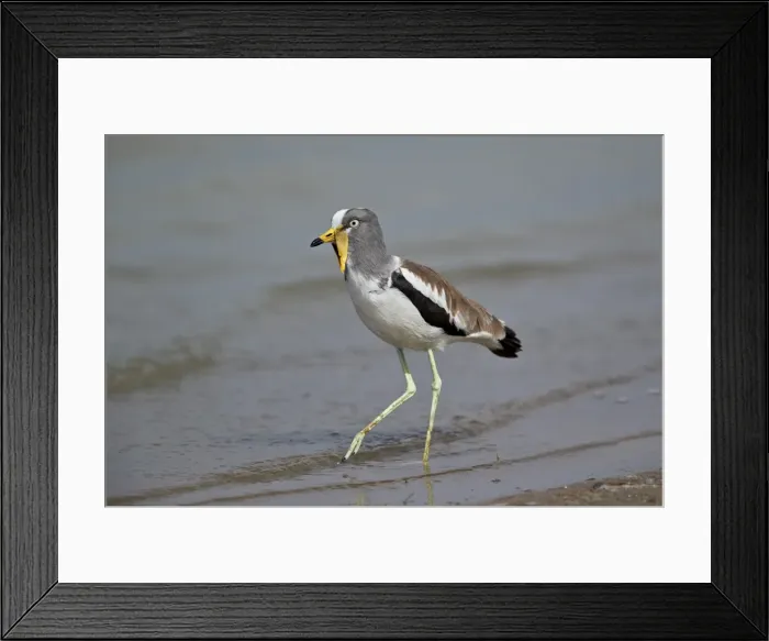 Framed Print : White-crowned lapwing (white-headed lapwing) (white-headed plover) (white-crowned plover) Framed Print : White-crowned lapwing (white-headed lapwing) (white-headed plover) (white-crowned plover)