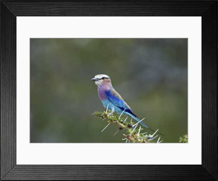Framed Print : Lilac-breasted roller (Coracias caudata), Selous Game Reserve, Tanzania, East Africa Framed Print : Lilac-breasted roller (Coracias caudata), Selous Game Reserve, Tanzania, East Africa