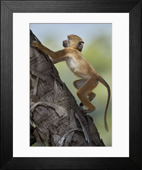 Framed Print : Yellow baboon (Papio cynocephalus), juvenile climbing a palm tree, Selous Game Reserve Framed Print : Yellow baboon (Papio cynocephalus), juvenile climbing a palm tree, Selous Game Reserve
