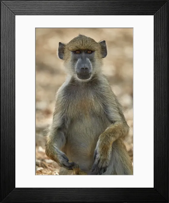 Framed Print : Yellow baboon (Papio cynocephalus), Selous Game Reserve, Tanzania, East Africa, Africa Framed Print : Yellow baboon (Papio cynocephalus), Selous Game Reserve, Tanzania, East Africa, Africa