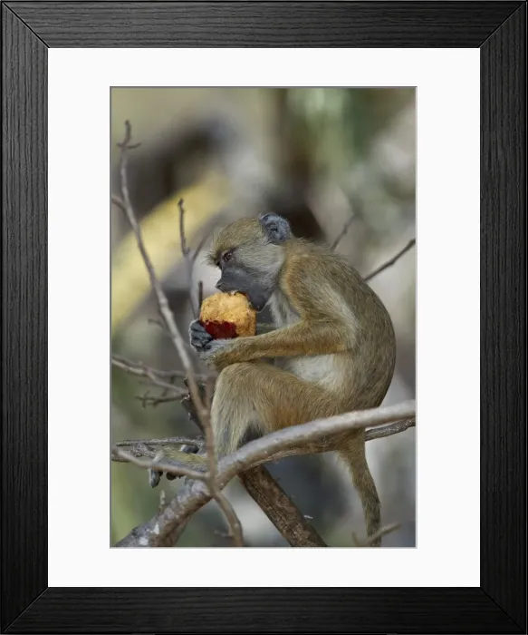Framed Print : Yellow baboon (Papio cynocephalus) juvenile eating a duom palm fruit, Selous Game Reserve Framed Print : Yellow baboon (Papio cynocephalus) juvenile eating a duom palm fruit, Selous Game Reserve