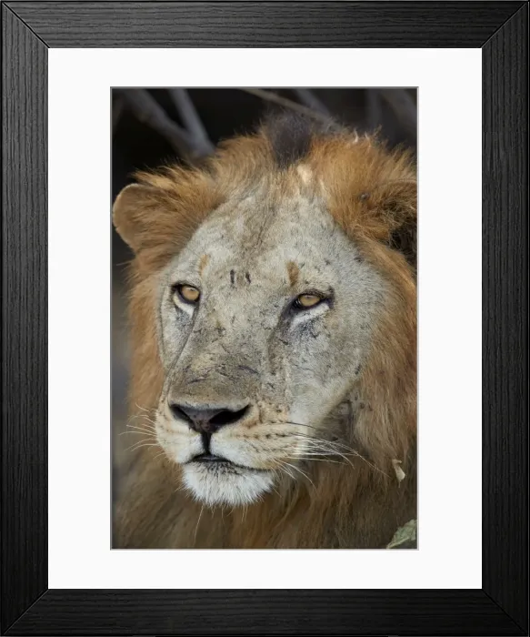Framed Print : Lion (Panthera leo), Selous Game Reserve, Tanzania, East Africa, Africa Framed Print : Lion (Panthera leo), Selous Game Reserve, Tanzania, East Africa, Africa