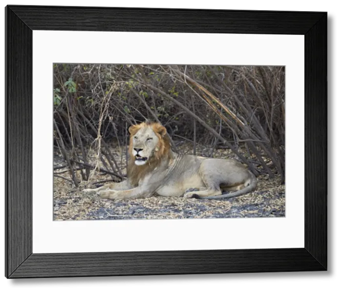 Framed Print : Lion (Panthera leo), Selous Game Reserve, Tanzania, East Africa, Africa Framed Print : Lion (Panthera leo), Selous Game Reserve, Tanzania, East Africa, Africa