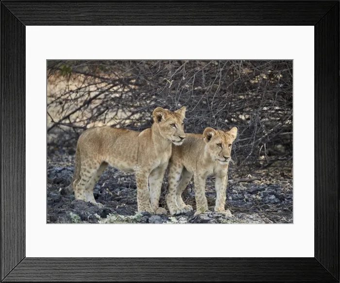 Framed Print : Two lion (Panthera leo) cubs, Selous Game Reserve, Tanzania, East Africa, Africa Framed Print : Two lion (Panthera leo) cubs, Selous Game Reserve, Tanzania, East Africa, Africa