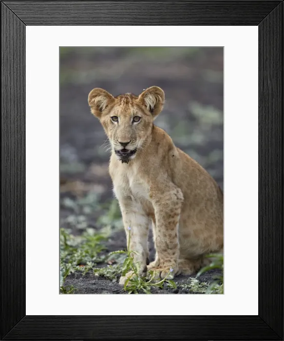 Framed Print : Lion (Panthera leo) cub, Selous Game Reserve, Tanzania, East Africa, Africa Framed Print : Lion (Panthera leo) cub, Selous Game Reserve, Tanzania, East Africa, Africa