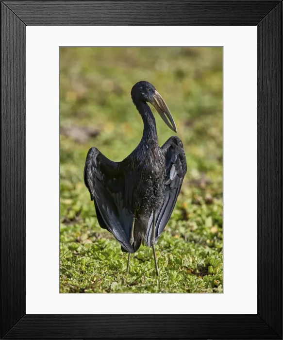 Framed Print : African open-billed stork (African openbill) (Anastomus lamelligerus), Selous Game Reserve Framed Print : African open-billed stork (African openbill) (Anastomus lamelligerus), Selous Game Reserve