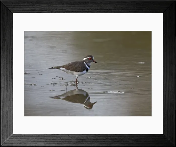 Framed Print : Three-banded plover (Charadrius tricollaris), Selous Game Reserve, Tanzania, East Africa Framed Print : Three-banded plover (Charadrius tricollaris), Selous Game Reserve, Tanzania, East Africa
