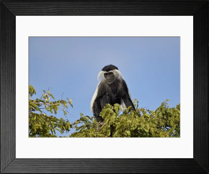 Framed Print : Angola colobus (Angolan black-and-white colobus) (Angolan colobus) (Colobus angolensis) Framed Print : Angola colobus (Angolan black-and-white colobus) (Angolan colobus) (Colobus angolensis)