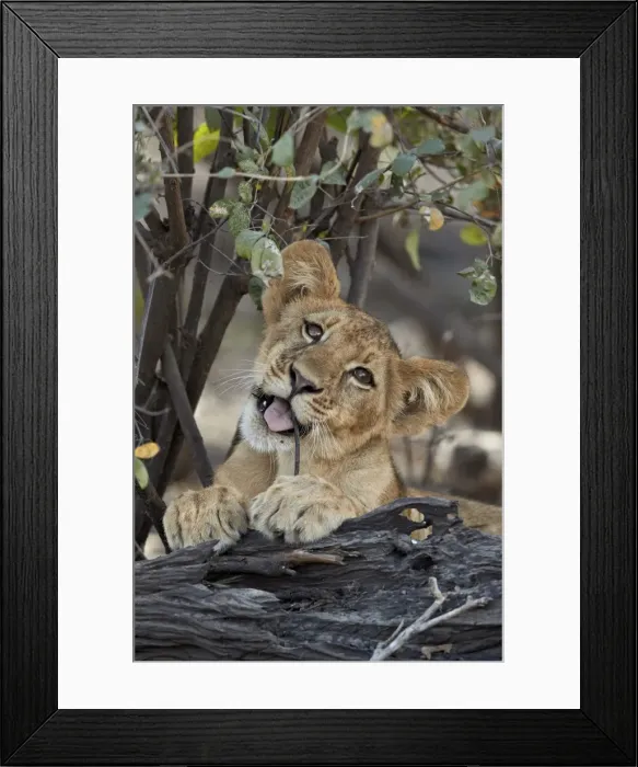Framed Print : Lion (Panthera leo) cub playing with a branch, Selous Game Reserve, Tanzania, East Africa Framed Print : Lion (Panthera leo) cub playing with a branch, Selous Game Reserve, Tanzania, East Africa