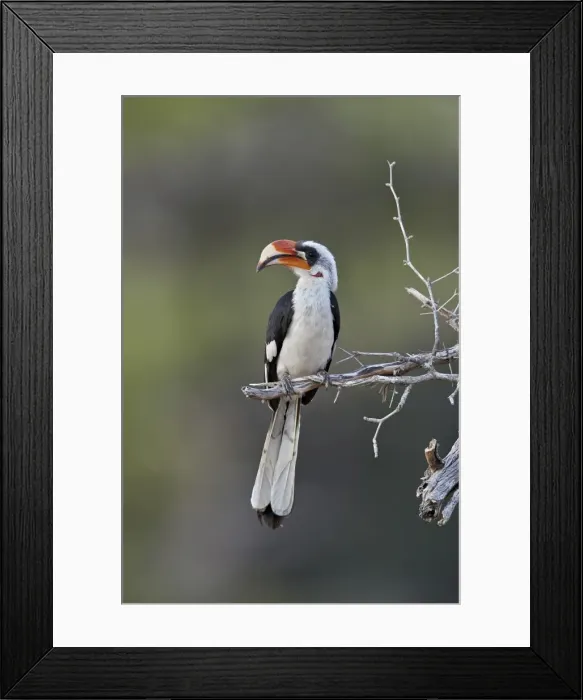 Framed Print : Von Der Deckens hornbill (Tockus deckeni), male, Selous Game Reserve, Tanzania, East Africa Framed Print : Von Der Deckens hornbill (Tockus deckeni), male, Selous Game Reserve, Tanzania, East Africa