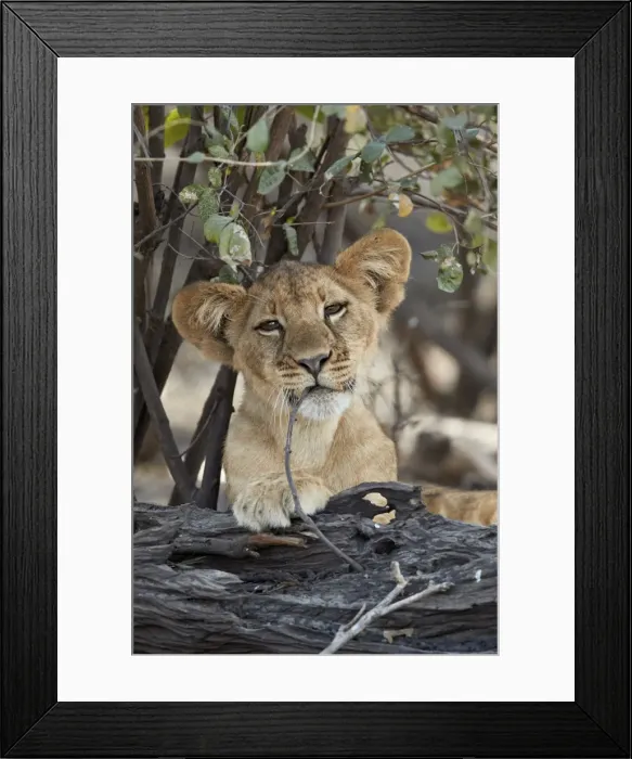 Framed Print : Lion (Panthera leo) cub playing with a branch, Selous Game Reserve, Tanzania, East Africa Framed Print : Lion (Panthera leo) cub playing with a branch, Selous Game Reserve, Tanzania, East Africa